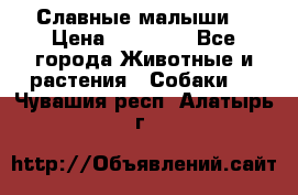 Славные малыши! › Цена ­ 10 000 - Все города Животные и растения » Собаки   . Чувашия респ.,Алатырь г.